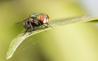 Super Mouche ! La vie inattendue des insectes les plus prospères du monde 