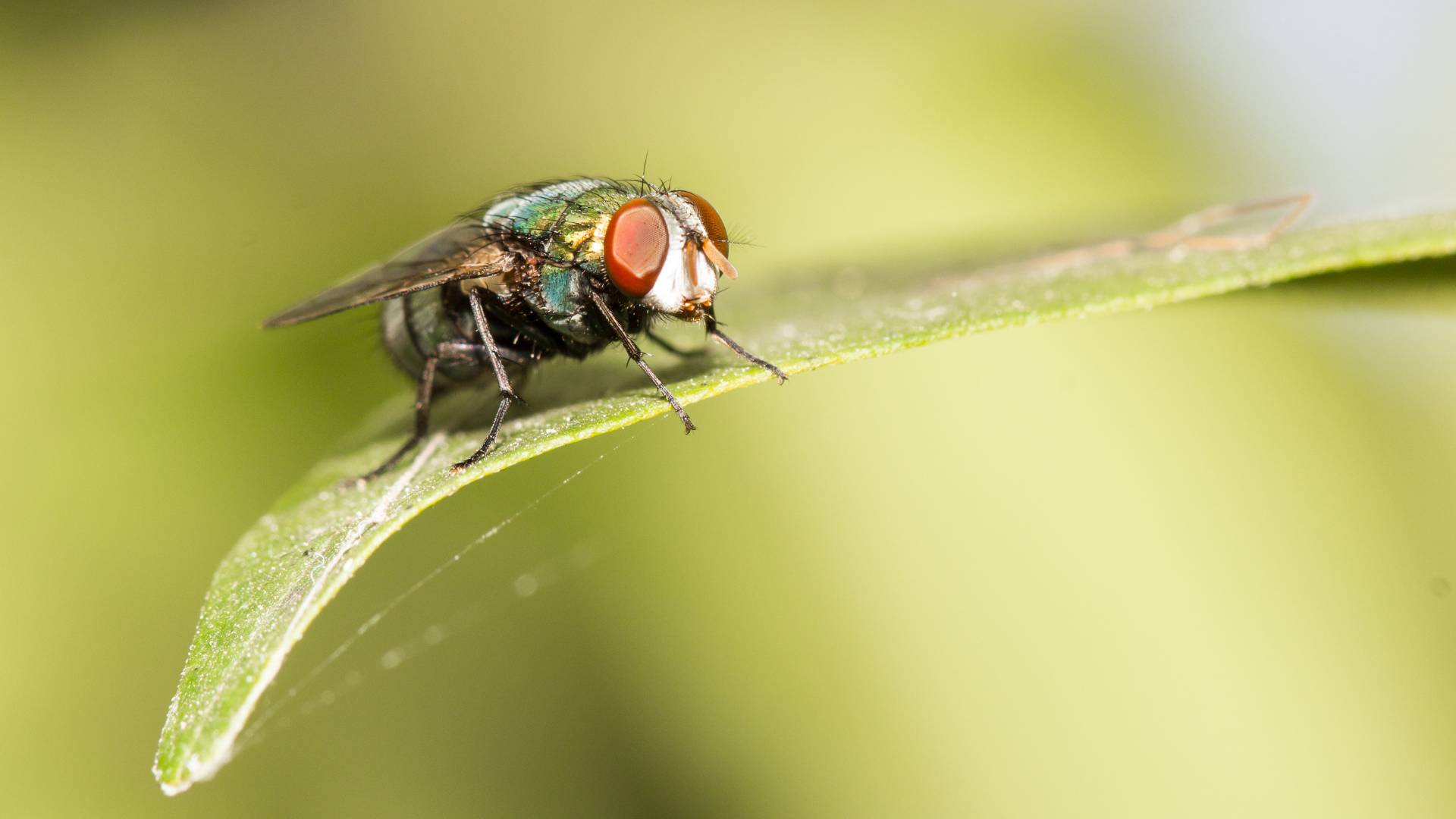 La mouche, cet insecte étonnant, décrit pour La Voie Animale, par Karin Felix Faure