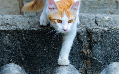 Le trappage des chats errants : un geste responsable pour le bien-être animal et communautaire