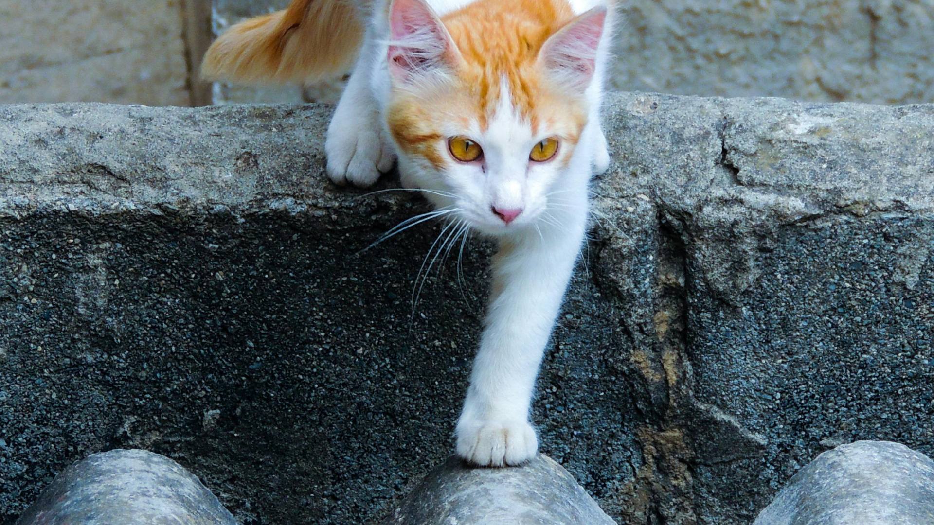 Trappage de chats errants